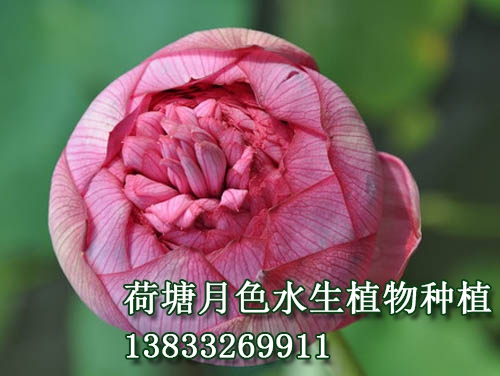 　　花蕾长桃型，玫瑰红色。花粉红色，花径20--23			cm，着花较密。花边开边落，单朵花期达十天以上。			　　千瓣型。雌蕊全部瓣化。该品种为传统品种，常			出现双花心、三花心、四花心等花态。			
