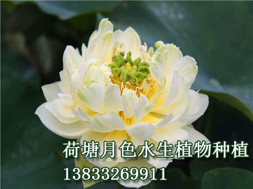 嵊县碧莲
水生植物种植,荷花种植,色欲AV麻豆国产在线,荷花种子,麻豆AV免费在线看苗,无码人妻精品一区二区三区麻豆苗,荷花种藕，白洋淀色欲AV麻豆国产在线，野生色欲AV麻豆国产在线，古代莲